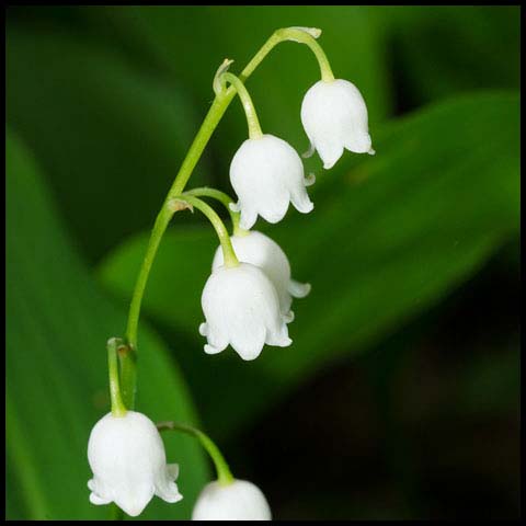 European Lily-of-the-valley