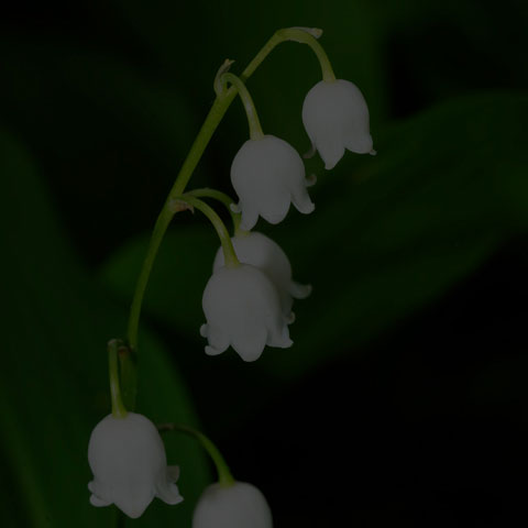 European Lily-of-the-valley