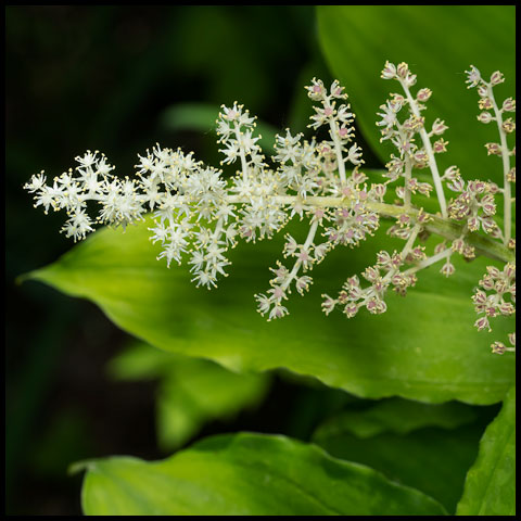 False Solomon's Seal