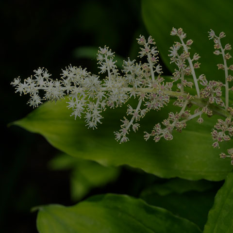 False Solomon's Seal