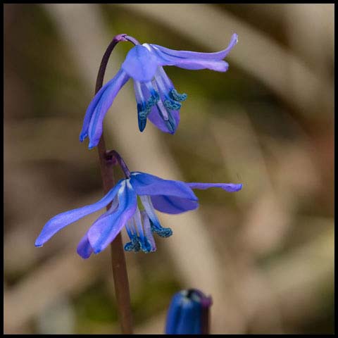 Siberian Squill