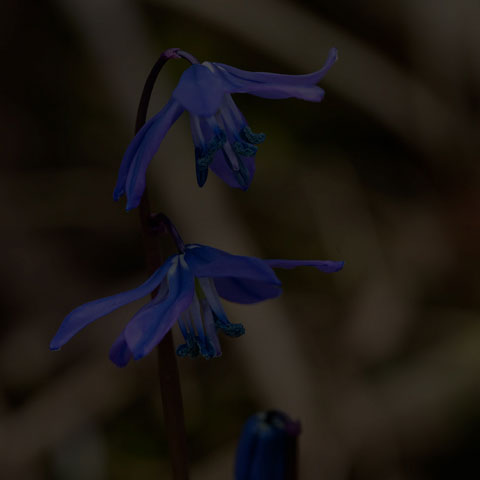 Siberian Squill