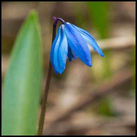 Siberian Squill