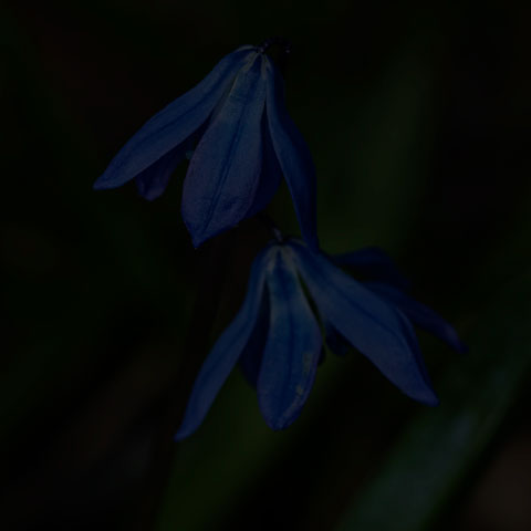 Siberian Squill