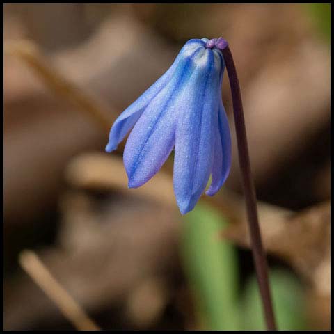 Siberian Squill