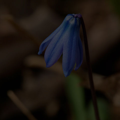 Siberian Squill