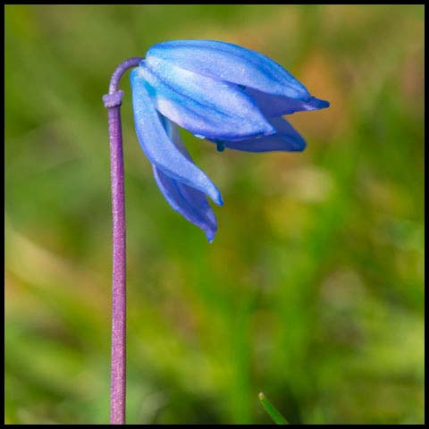 Siberian Squill