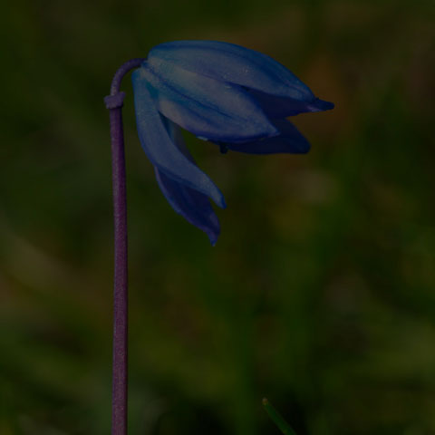 Siberian Squill