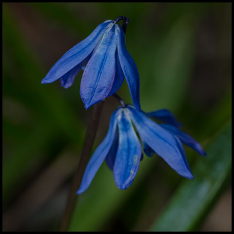 Siberian Squill
