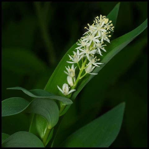 Starry False Solomon's Seal