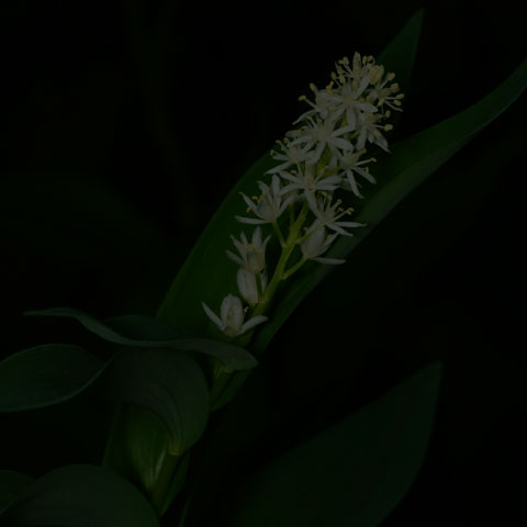 Starry False Solomon's Seal