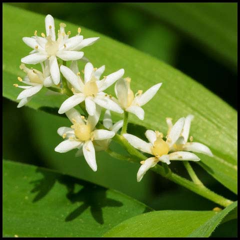 Starry False Solomon's Seal