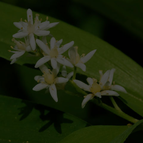 Starry False Solomon's Seal