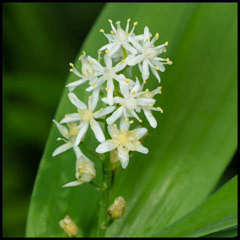 Starry False Solomon's Seal