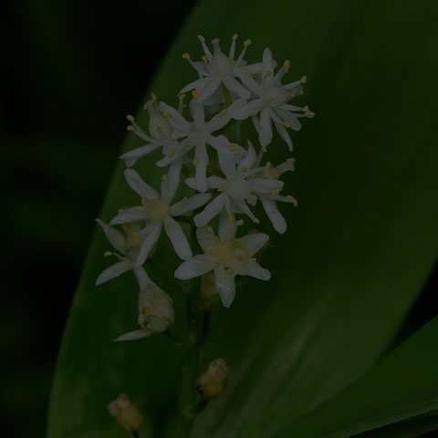 Starry False Solomon's Seal