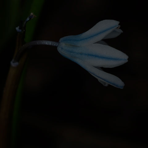 Striped Squill