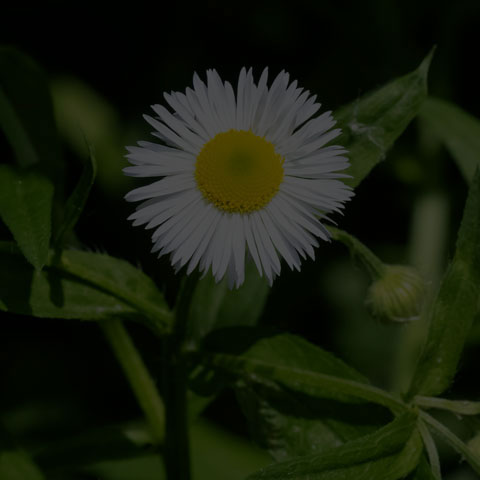 Annual Fleabane