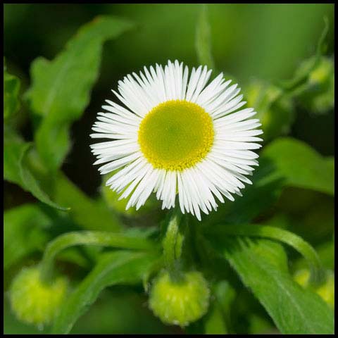 Annual Fleabane