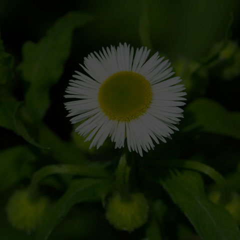 Annual Fleabane