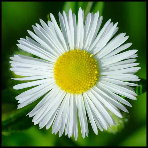 Annual Fleabane