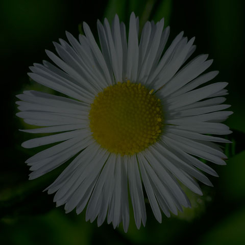 Annual Fleabane