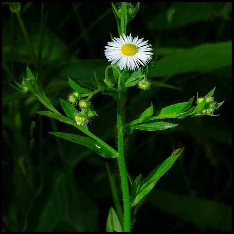 Annual Fleabane