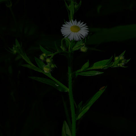 Annual Fleabane