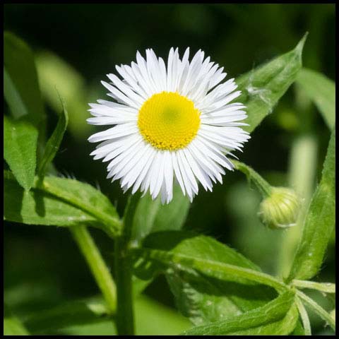 Annual Fleabane