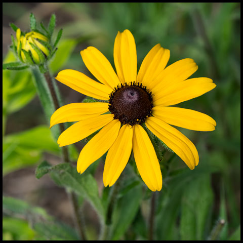 Black-eyed Susan