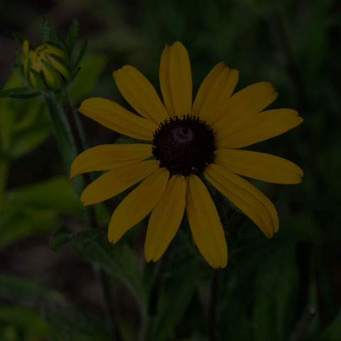 Black-eyed Susan