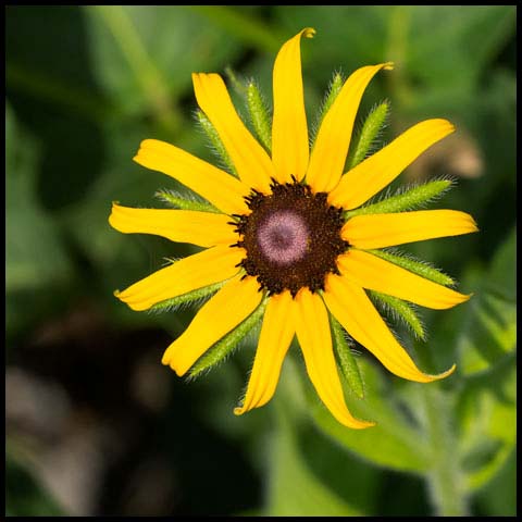Black-eyed Susan
