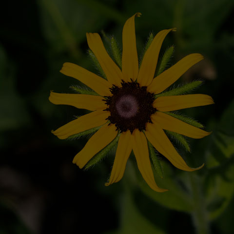 Black-eyed Susan