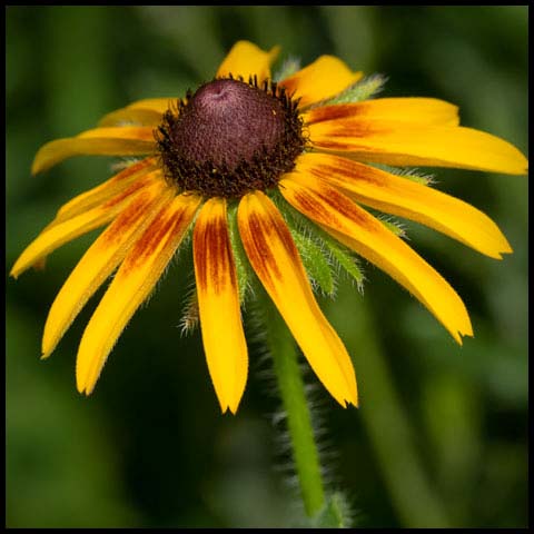 Black-eyed Susan