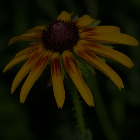 Black-eyed Susan