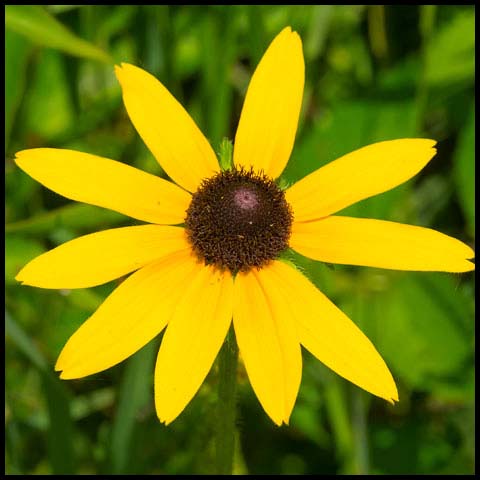 Black-eyed Susan