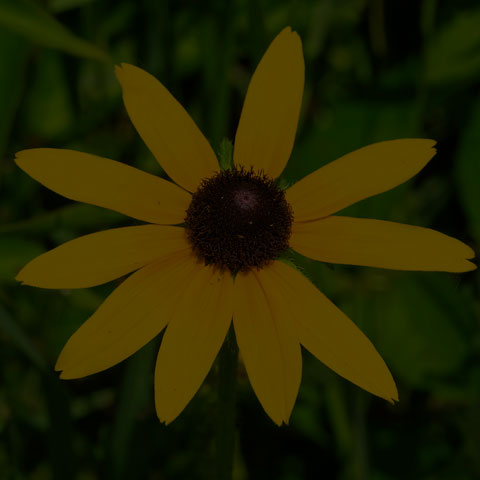 Black-eyed Susan