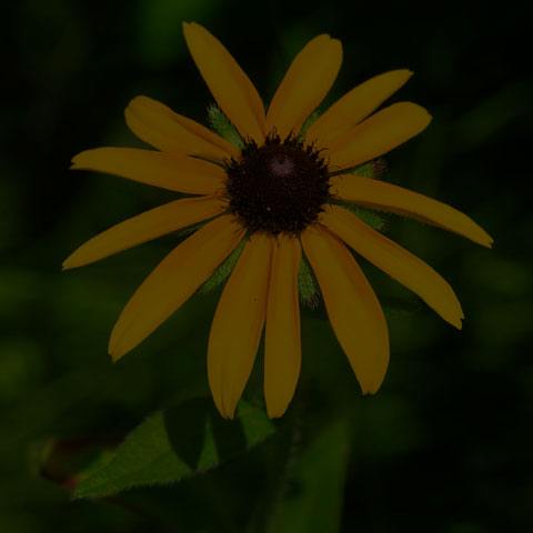 Black-eyed Susan