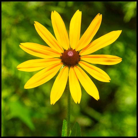 Black-eyed Susan