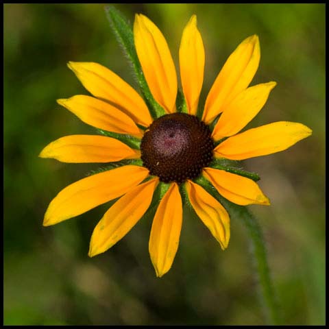 Black-eyed Susan