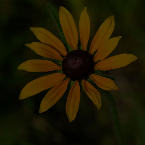 Black-eyed Susan