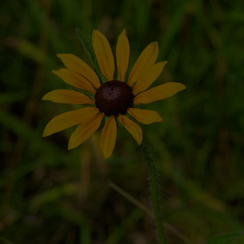 Black-eyed Susan