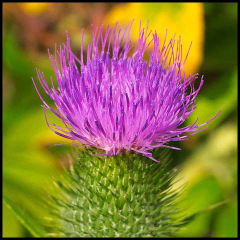 Bull Thistle