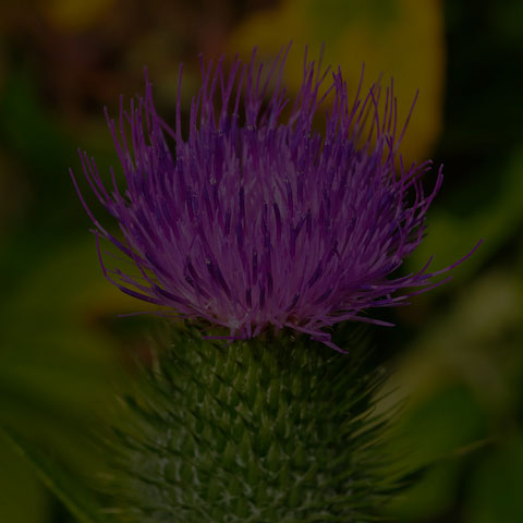Bull Thistle