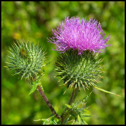 Bull Thistle