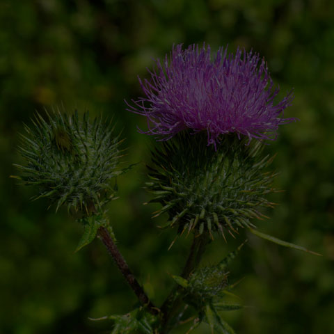 Bull Thistle