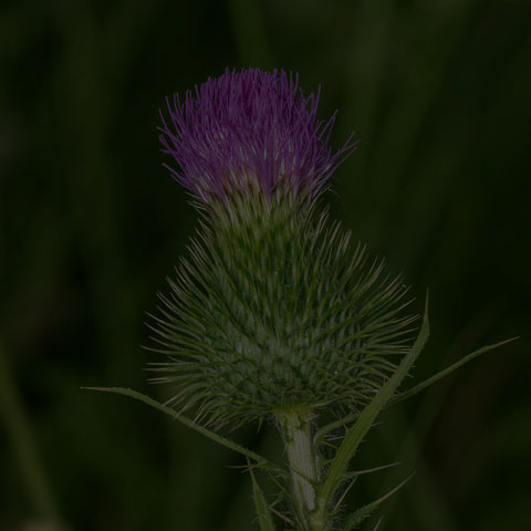 Bull Thistle