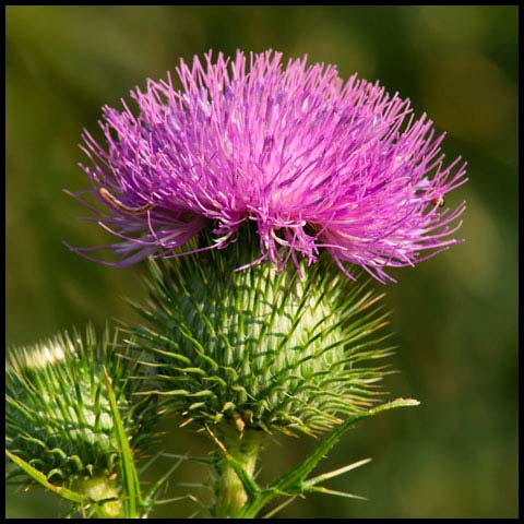 Bull Thistle