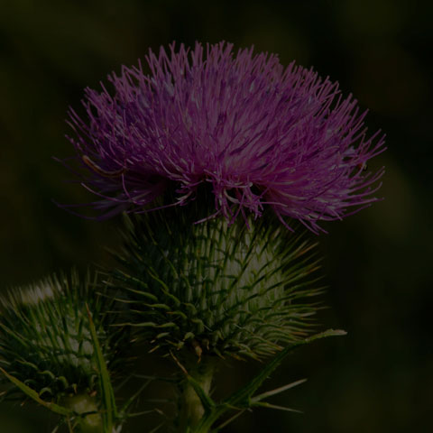 Bull Thistle