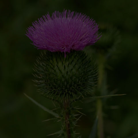 Bull Thistle