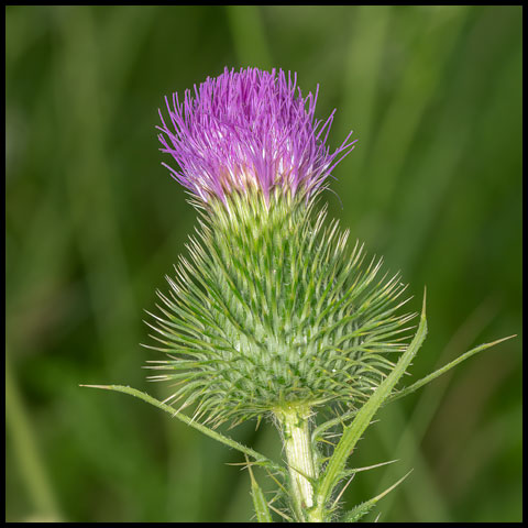 Bull Thistle